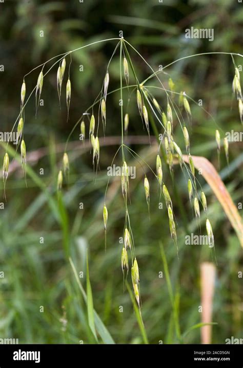 Wild Oat Plant Avena Fatua Stock Photo Alamy