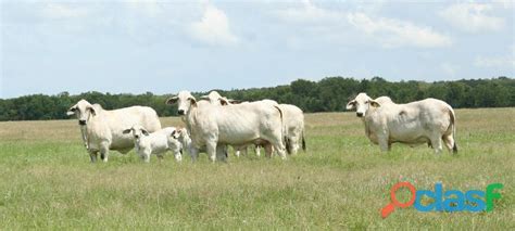 Brahman bulls for sale, brahman simental bulls for sale, brahman cattle for sale in South Africa ...