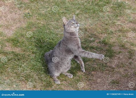 Cat Jumped To Catch Food Stock Image Image Of Young 113650749