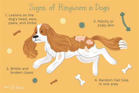 How to Treat Ringworm in Dogs