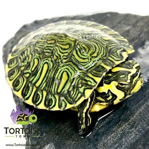 Yellow belly slider turtle for sale | yellow bellied sliders for sale