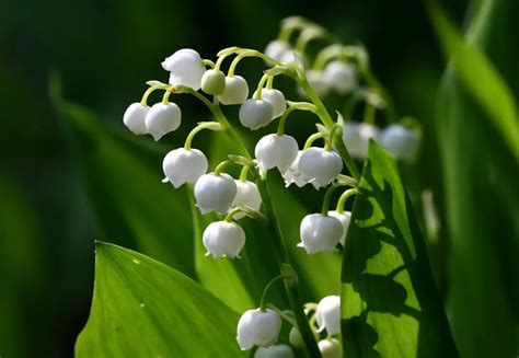 Unveiling The Profound Spiritual Symbolism Of The Lily Of The Valley In