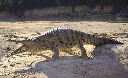 Freshwater Crocodile Facts and Pictures | Reptile Fact