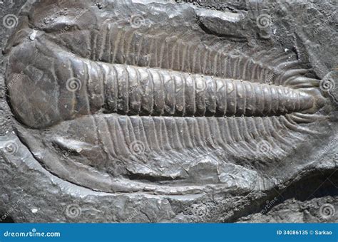 Trilobite Fossile Immagine Stock Immagine Di Scisto 34086135