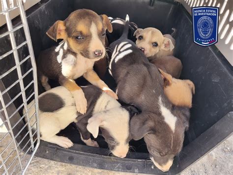 Rescata AEI a 10 perritos en situación de maltrato en vivienda de la