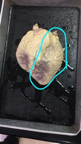 Sheep Heart Flashcards Quizlet