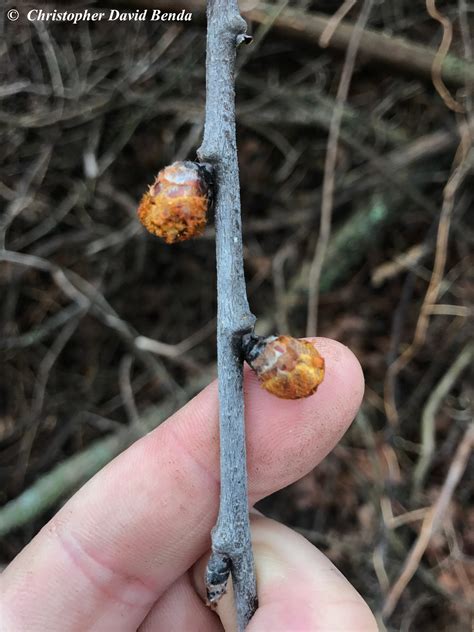 Ulmus rubra | Illinois Botanizer