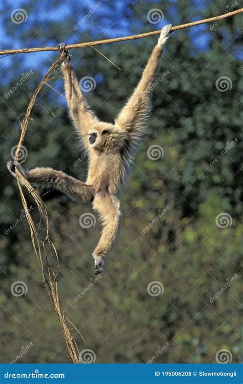 White Handed Gibbon Hylobates Lar Adult Hanging From Liana Stock Photo