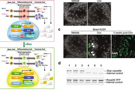 Genetic Fate Mapping Strategy And Its Application To Tracing Ssc