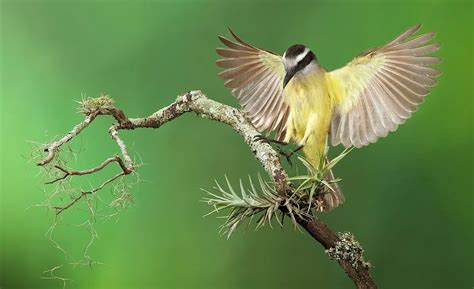 Nature S Marvel Discovering The Extraordinary Traits Of The Awe Inspiring Kiskadee Video