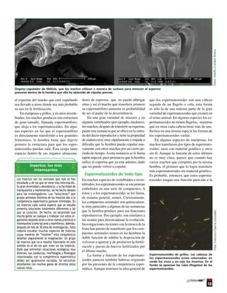 Competencia Espermatica 1 PDF