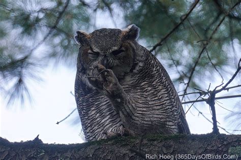 Great Horned Owl Talons