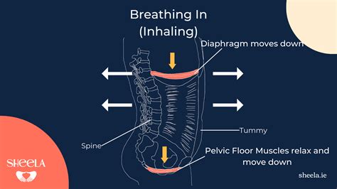 Breathing And The Pelvic Floor How Breath Helps Pelvic Floor Function