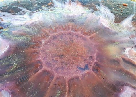 Incredible Photos Show Huge Lions Mane Jellyfish On Irish Beach