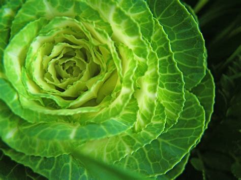 Free Brassica oleracea Stock Photo - FreeImages.com