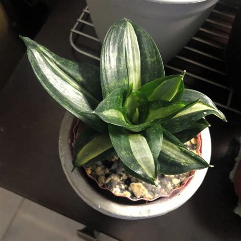 Mini Espada São Jorge Ogum Sansevieria Hahnii Muda Rara Elo7