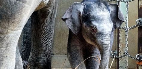 Tokyo zoo unveils first elephant born there in 138 years