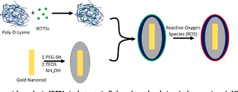 Figure 1 From In Vivo Photoacoustic Tracking Of Mesenchymal Stem Cell