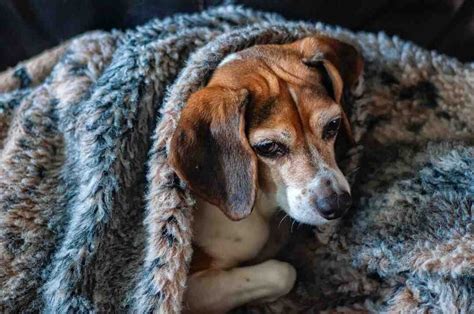 Comment Savoir Si Un Chien Froid Guide Chat Et Chien