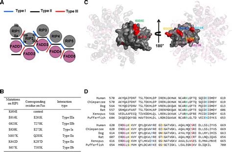 Location Of Seven Mutation Sites On The Putative Rip Dd Fadd Dd