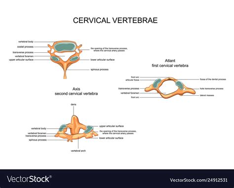 Anatomy Cervical Vertebrae Royalty Free Vector Image