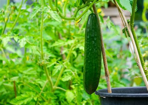 Cultivar Pepinos C Mo A Adir Crujido A Tu Huerto Esta Temporada Ecverde