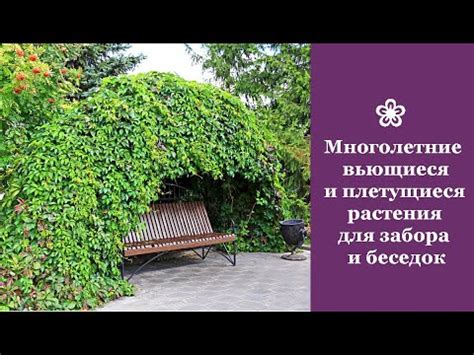 Многолетние быстрорастущие вьющиеся и плетущиеся растения для забора и ...
