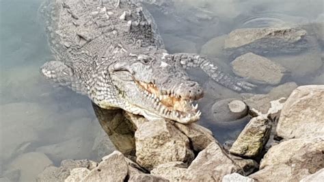 Large Crocodile In Puerto Vallarta Marina December 2018 Youtube