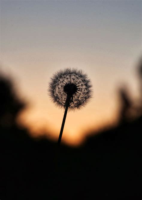 HD wallpaper: silhouette photo of dandelions, plant, blossom, flower ...