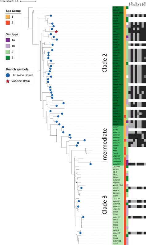 frontiers genomic  immunogenic protein diversity  erysipelothrix