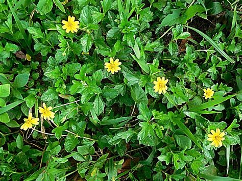 Vedélia Saiba Tudo Sobre Essa Planta Guia das Suculentas