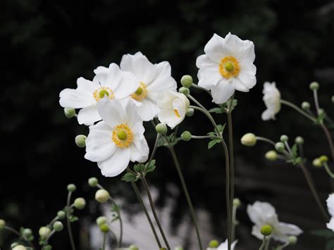 Philippine Flowers