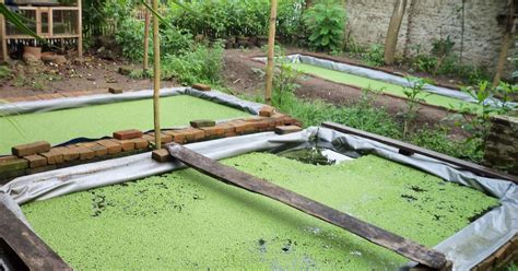 Panduan Praktis Cara Budidaya Azolla Microphylla Patani Kiwari