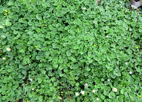 SEMI SEMENTI DI PRATO DICHONDRA DICONDRA REPENS PER GIARDINO