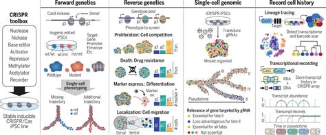 Mapping Human Cell Phenotypes To Genotypes With Single Cell Genomics