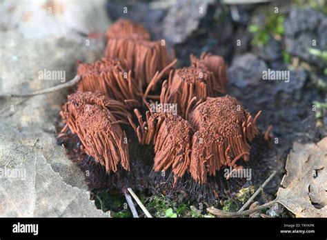 Stemonitis Axifera Commonly Known As The Chocolate Tube Slime Mold