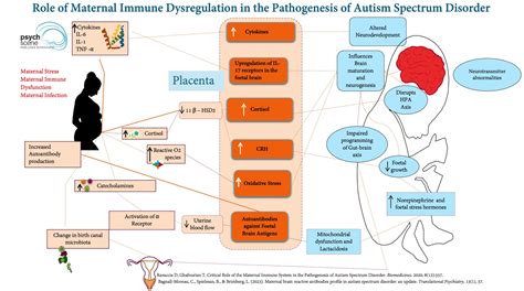 Managing Adhd And Autism Comorbidity A Comprehensive Guide