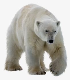 Polar White Bear Png - Polar Bear No Background, Transparent Png ...