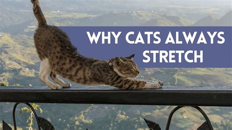 Why CATS STRETCH When They Say HELLO 7 Reasons Why Cats Stretch YouTube