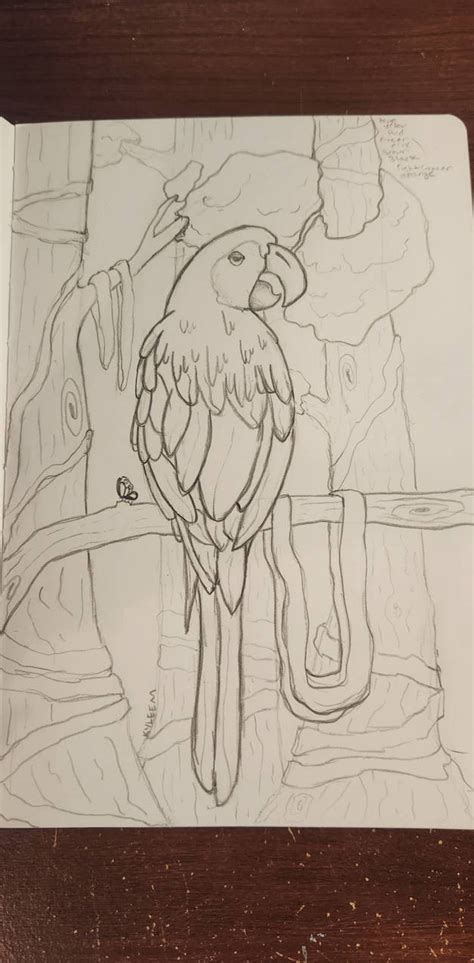 Parrot sketch by ClementineOranges on DeviantArt