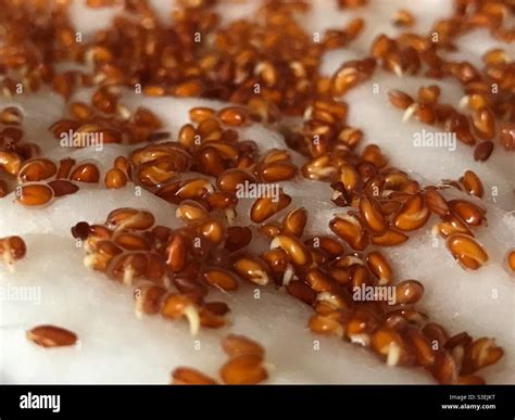 Cress Seeds Hi Res Stock Photography And Images Alamy