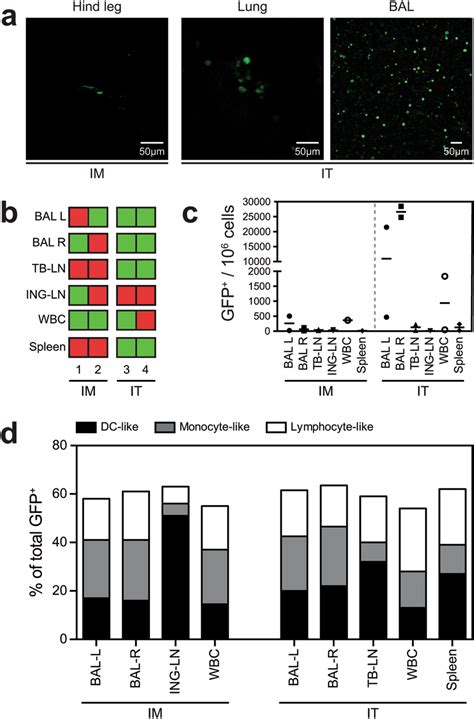 Detection Of GFP Cells In Ferrets After IM Injection And IT