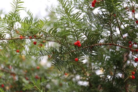 Тис на даче (71 фото) - фото - картинки и рисунки: скачать бесплатно