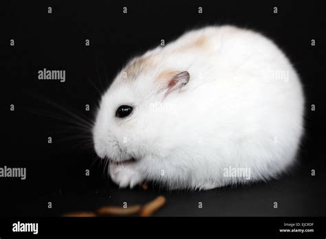 Siberian Dwarf Hamster Stock Photo Alamy