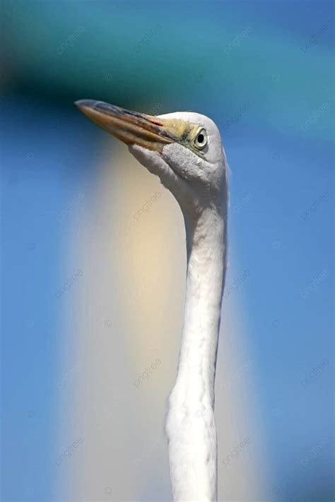 White Bird Yellow White Bird Photo Background And Picture For Free