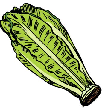 Romaine Clipart Png Vector Psd And Clipart With Transparent