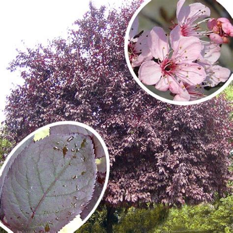 Prunus Cerasifera Pissardii Cerisier à Fleurs Prunier Myrobolan Pépinières Lepage