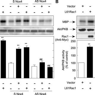 Rac1 Mediates ANG II Induced Akt Protein Kinase B PKB Activation A