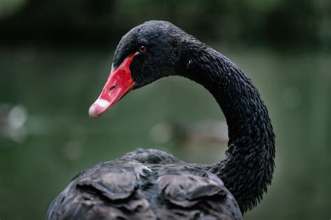 Is Coronavirus Covid A Black Swan Scenario For The World Economy