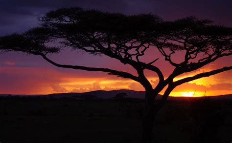 Serengeti Sunset: AdamfromCanada: Galleries: Digital Photography Review ...